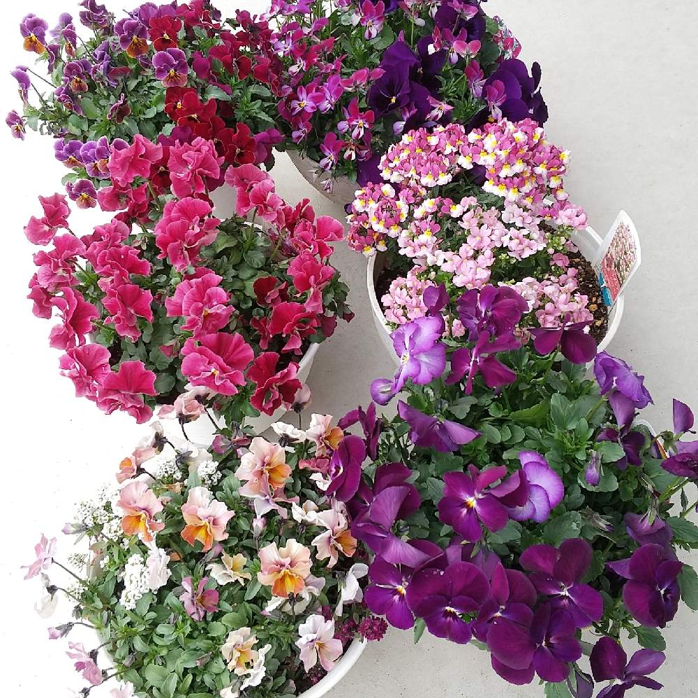 エクステリアの画像 by にこさん | エクステリアと春に育てた花2021 と寄せ植えと寄せ鉢