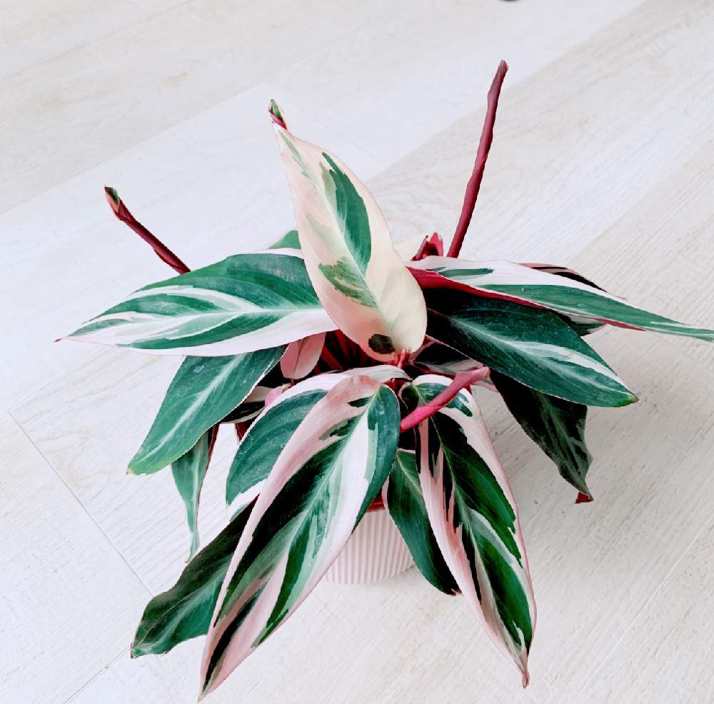 部屋の画像 by Chaton de chatさん | 部屋とストロマンテ・トリオスターと観葉植物とストロマンテ トリオスターとピンク同盟とピンク!ピンク!ピンク!とGreenThumbとわが家の観葉植物❢とピンク❤︎ピンクとおうち園芸とカラテア病♡とピンクとhouseplantsと観葉植物のある暮らしと観葉植物がスキとカラテア♡と新芽と可愛い鉢