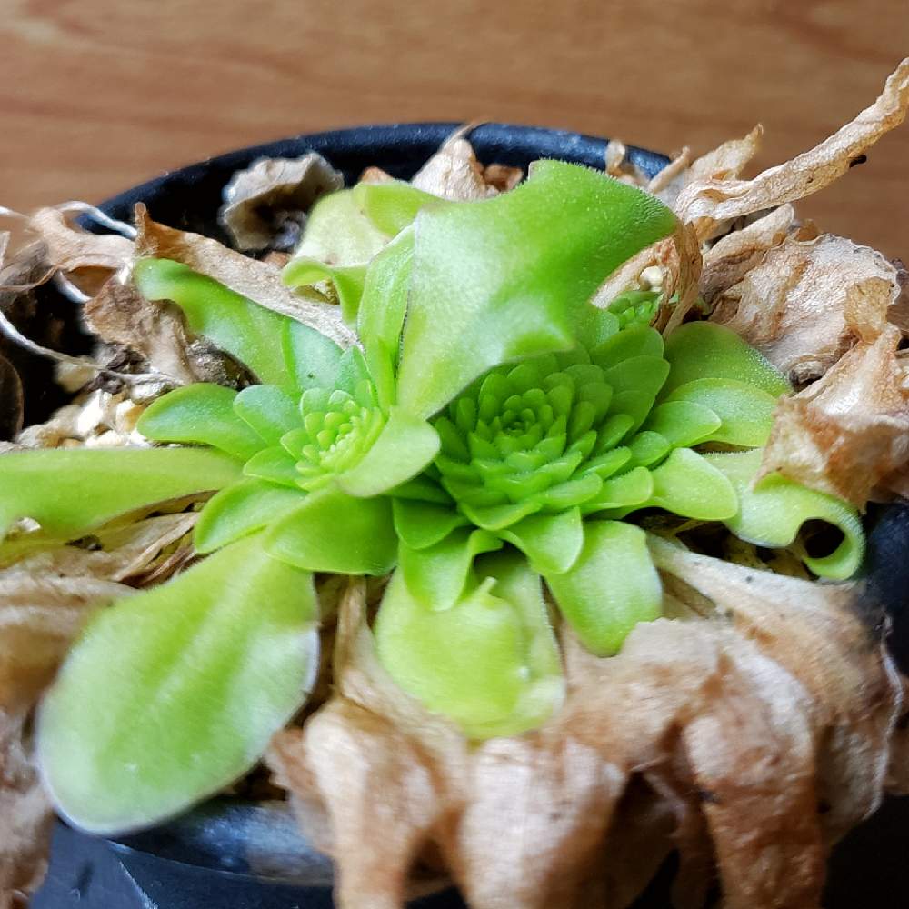 部屋の画像 by 熊みたいな熊さん | 部屋とPinguicula ampa A 雪蛍と多肉植物と食虫植物と室内栽培専門と多肉大好きと室内栽培と草植系男子とおうち園芸と増えたと珍奇植物と冬芽とLED栽培