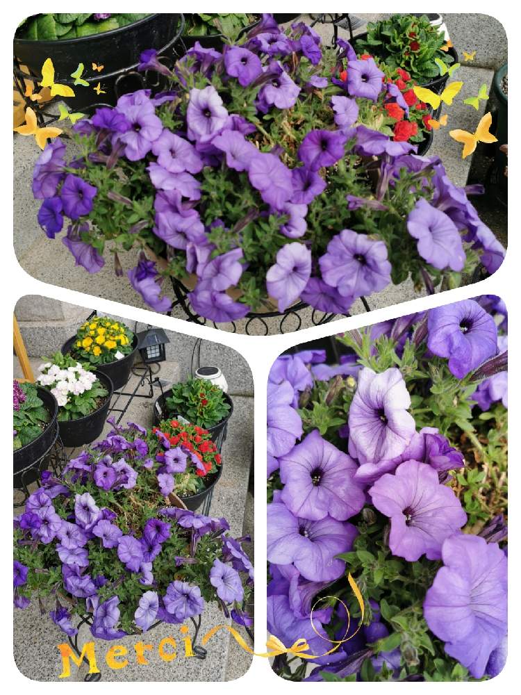 の画像 by マカロンさん | 春のお花とペチュニア♪と小さな幸せ❤と春の訪れとペチュニアブルームーンとflowerとgsでの出会いに感謝♡とペチュニア☆と花のある暮らしとおうちで自然を感じると冬越し成功と冬越しと初めての冬越し