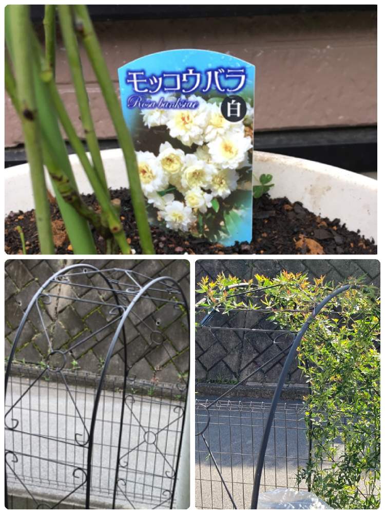 の画像 by ぷぷママさん | モッコウバラとモッコウバラ 白とお花を楽しむと咲くのが楽しみと私の趣味と花は癒し(๑˃̵ᴗ˂̵)♡と今日も笑顔の1日を〜♡とお花に癒されてと花のある暮らしと咲いて欲しいと願う♡