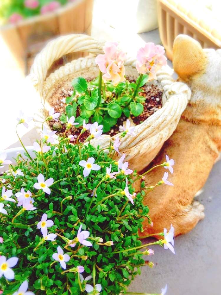 バルコニー/ベランダの画像 by ポリィさん | バルコニー/ベランダと#朝の風景とベランダと#庭の花と#癒やしと#花のある生活と暮らしに花をとワンワンまつりとほっこりする瞬間と可愛いと#咲いてると#パンジー