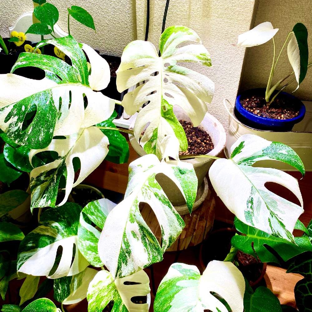 部屋の画像 by YOKOさん | 部屋と斑入りモンステラとMonstera Borsigiana variegataとモンステラ属とお誘いと観葉植物初心者と斑入り好き♡とcute♡とコーディネート自慢!リビング・ダイニングに合う大きめ観葉植物とアロイドと 斑入りモンステラと成長が楽しみ♡とモンステラ ボルシギアナ ヴァリエガータとサトイモ 科とモンステラ好きっ♡と葉っぱlove♥とLED栽培と可愛い♡とモンステラらぶ♡