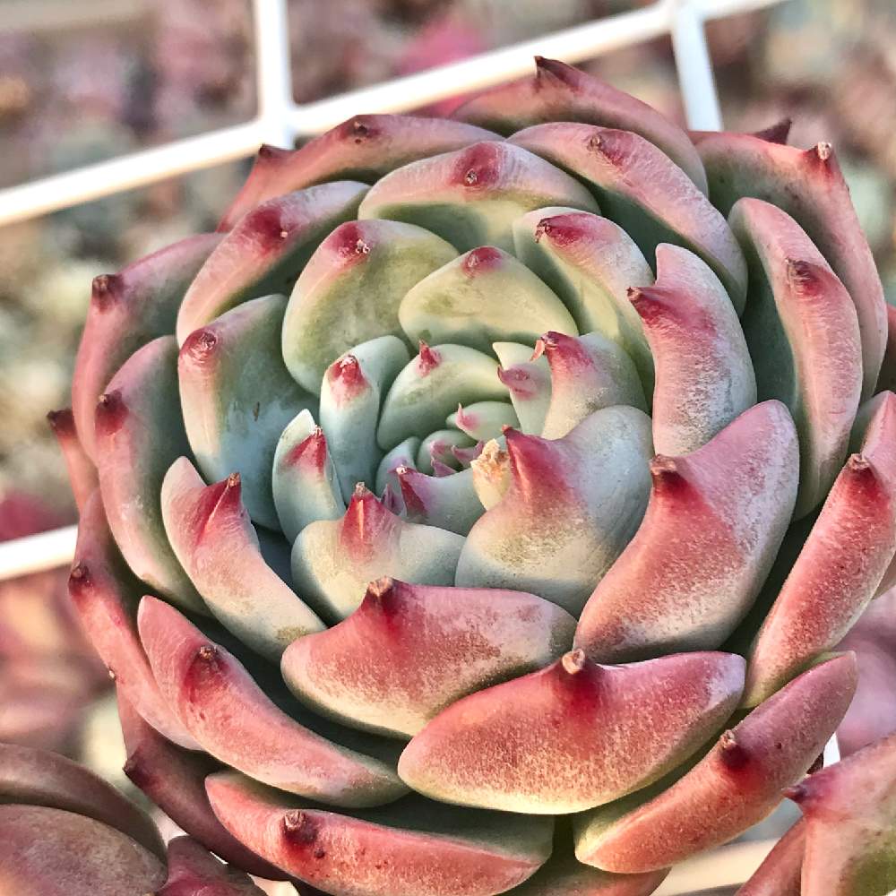 の画像 by 多肉植物専門店たーにっくさん | 水蜜桃とセダム属と多肉植物と多肉男子と韓国多肉とタニパトと韓国苗販売と多肉大好きとパキフィツムとセール品と多肉実生とグラプトペタルムとエケベリア属と多肉女子とタニラーと韓国苗と販売中とたーにっくとBASE出品中と多肉初心者とツンツン