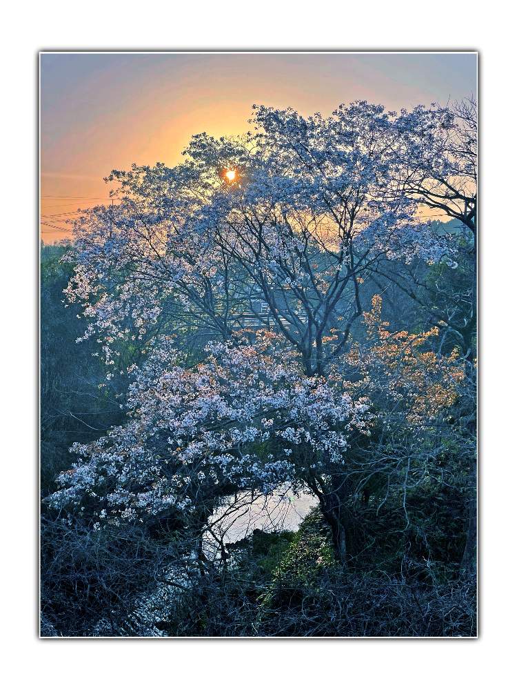 お出かけ先の画像 by Kazyanさん | お出かけ先と川面の反射と『東雲に山桜咲く川の傍』と東雲の空と山桜とヤマザクラ♡とヤマザクラ:山桜 和堂と詠歌シリーズ 和堂と詠歌:山桜 和堂と 桜の花と桜の花シリーズ 和堂と『2021桜』フォトコンテストと山桜の花と『Earth day』と山桜:ヤマザクラと詠歌と宮崎市清武町と近所の花華たちと花言葉シリーズ 和堂