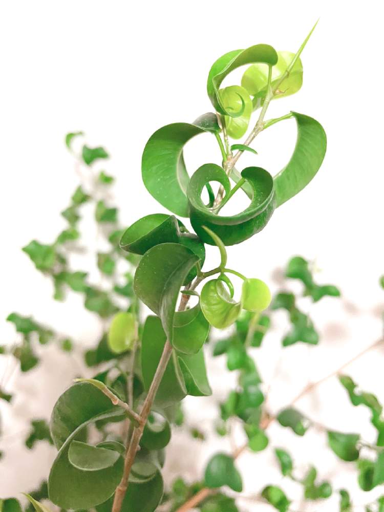 部屋の画像 by ttさん | 部屋とバロックと観葉植物とグリーンインテリアとグリーン!グリーン!グリーン!といつもありがとう♡とGSのみなさんに感謝♡とおうち園芸と春ですね♪とフィカス属