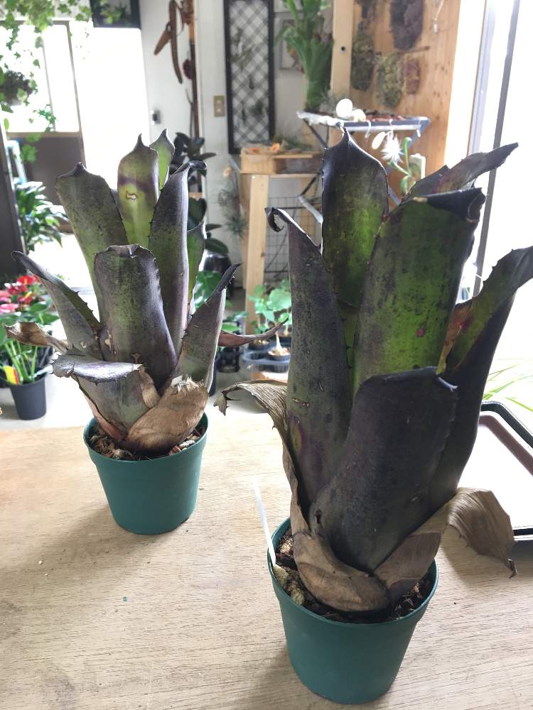 インテリアの画像 by greenjamさん | インテリアと多肉植物と観葉植物とGREEN JAMとfoliageplantとホヘンベルギア•レオポルドホレスティと多肉植物のある暮らしと植中毒と越谷と多肉女子と多肉植物とサボテンと観葉植物のある暮らしと珍奇植物とホヘンベルギア属と観葉植物専門店と多肉が欲しがる鉢