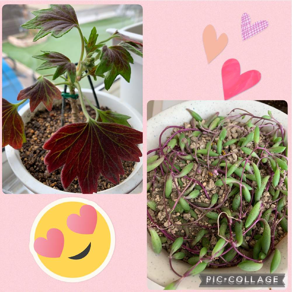 の画像 by カルさん | 多肉植物とアオバモミジバゼラニウム♡とルビーネックレス☆といらっしゃい♡とモミジバゼラニウム!とステキ便