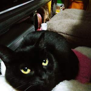 黒猫キンタ