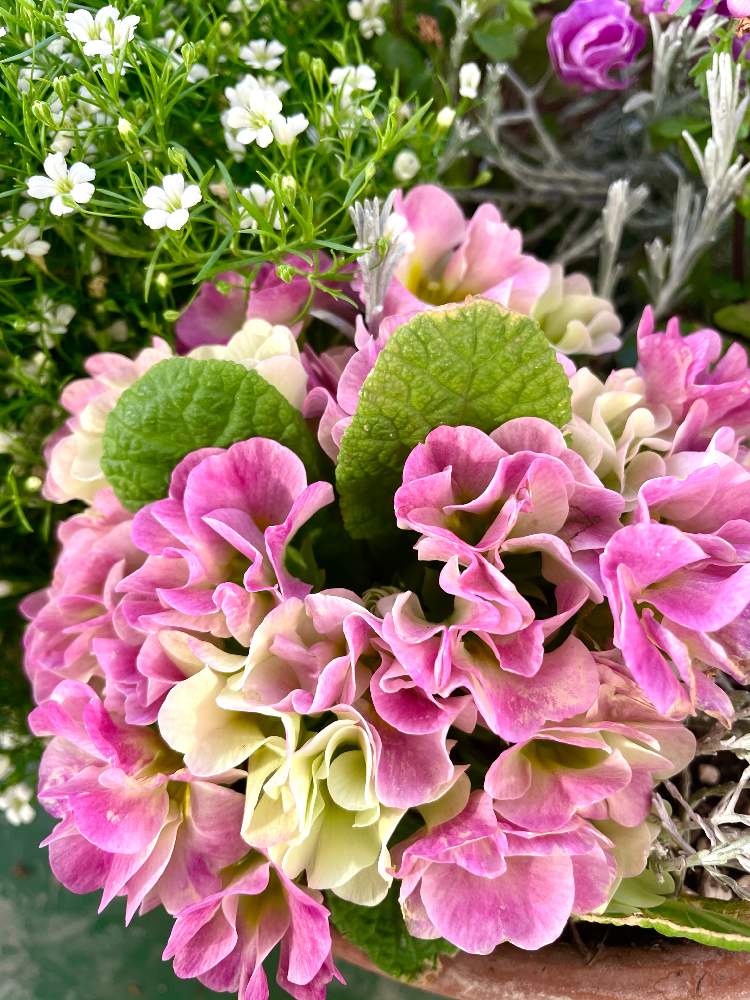 バルコニー/ベランダの画像 by スワンさん | バルコニー/ベランダと薔薇咲きジュリアン ブルーベリームースとカスミソウ ジプシーホワイトとプリムラ フリンジ咲きジュリアン モンシュシュと寄せ植えとピンクの花とかわいい♡とよい 1日を