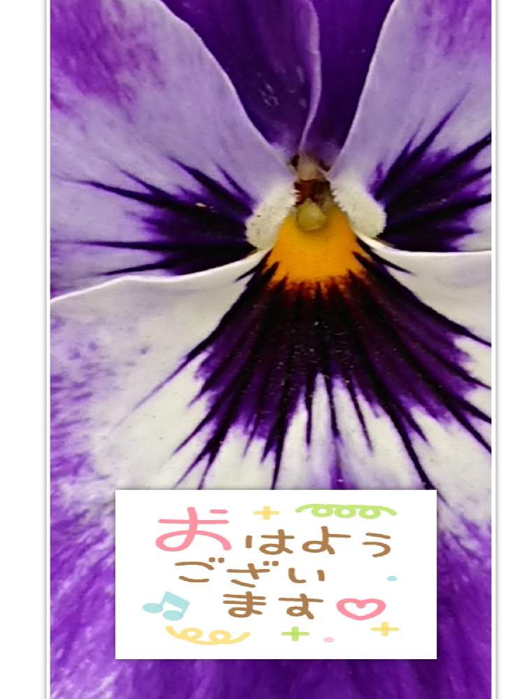 小さな庭の画像 by 苺さん | 小さな庭とプランターとおうち園芸とパンジーの栽培とお家栽培とプランター植え
