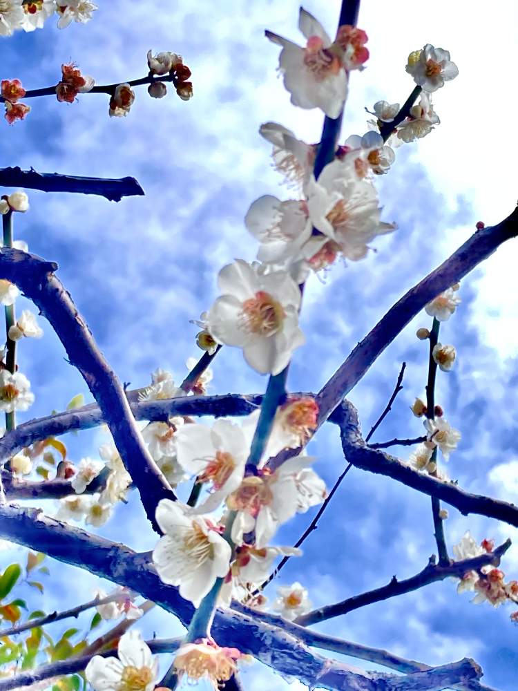 お出かけ先の画像 by ヒーちゃんさん | お出かけ先と白梅の花とうさぎの時間とうさぎ川柳とおそまつヒーちゃんとカミさん