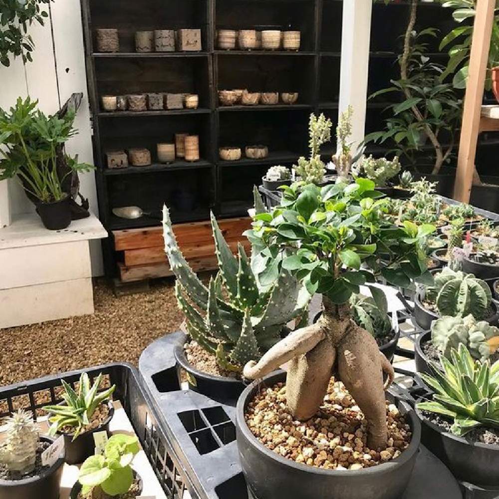 の画像 by CLUTCH FURNITUREさん | ガジュマルと観葉植物を楽しむと多肉植物と黒プラ鉢と男前プランツと観葉植物と植物のある暮らしと信楽焼の鉢と男前植物と塊根と黒プラ鉢ある暮らしと黒プラ鉢ある生活と陶器鉢と多肉植物のある暮らしと塊根植物と観葉植物のある暮らしと葉っぱアートと信楽焼と神戸とアガベ属