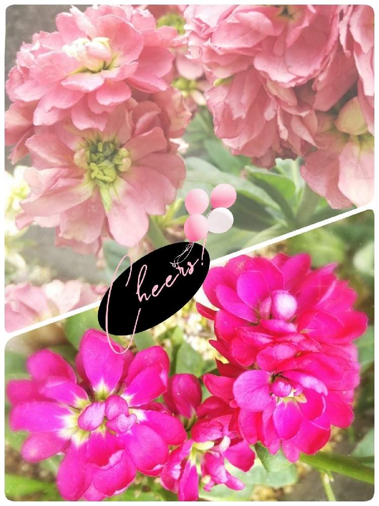 小さな庭の画像 by ポリィさん | 小さな庭と#寒さをしのいでと#庭の花と#癒やしとほっこりする瞬間と#咲いてる