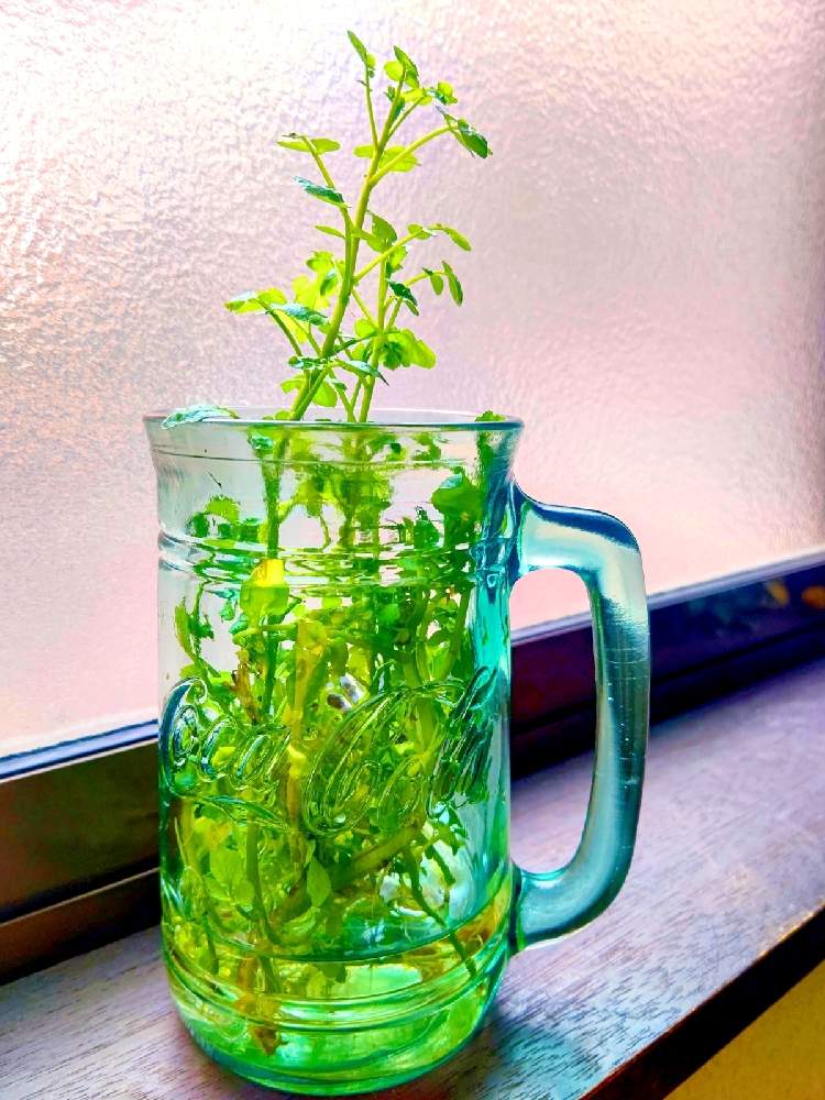 の画像 by TAYA's lab.さん | クレソンと食べれる植物とリボベジとキッチンガーデンと発根とガラス大好きと水耕栽培とハーブとハーブのある暮らしとアンティークのある暮らしと✨たやクレソン✨と無農薬と水差し♪と水辺の植物とガラスの器とお料理に