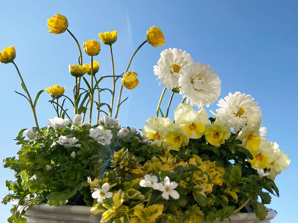 の画像 by まっしゅさん | おうち園芸と黄色の花❤︎と青空と❤︎と長野県と春じゃない?と寄せてみた❤︎