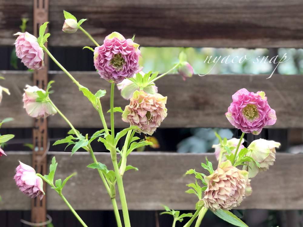 の画像 by nyacoさん | クリスマスローズ多弁咲きとヘレボルス・クリスマスローズとばら バラ 薔薇と広瀬園芸とベランダガーデニングとベランダガーデンとみてみて~2020~と クリスマスローズとバラが好きとお迎えしましたとグリーンショップ音ノ葉と薔薇♪と春に育てた花2021