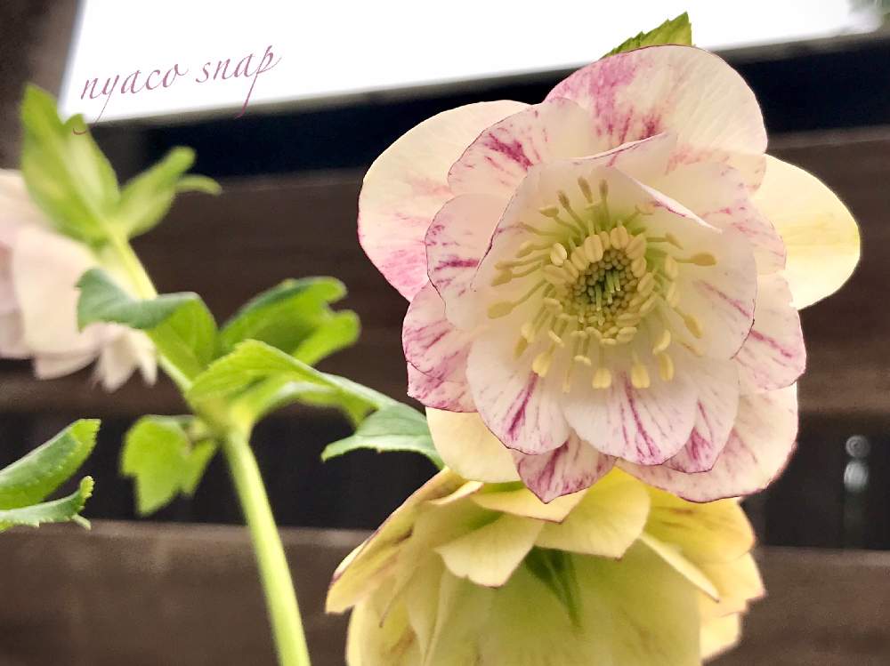 の画像 by nyacoさん | ヘレボルス・クリスマスローズとばら バラ 薔薇と広瀬園芸とかわいい♡とバラと夢CLUBとみてみて~2020~と クリスマスローズとグリーンショップ音ノ葉とバラを楽しむ