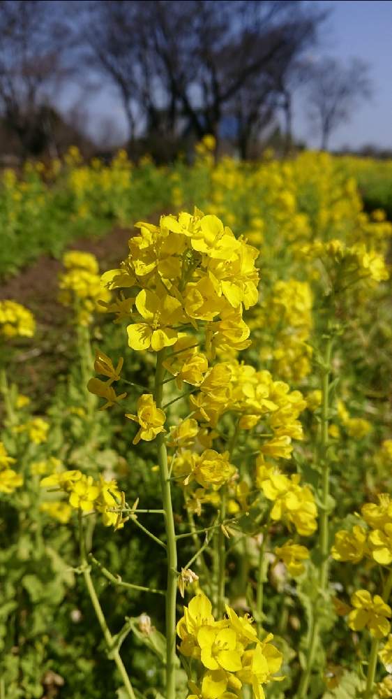 の画像 by 醜男さん | 菜の花とナノハナと菜花とナバナとセイヨウアブラナと西洋油菜とスマホ撮影と野草と山野草と帰化植物と雑草