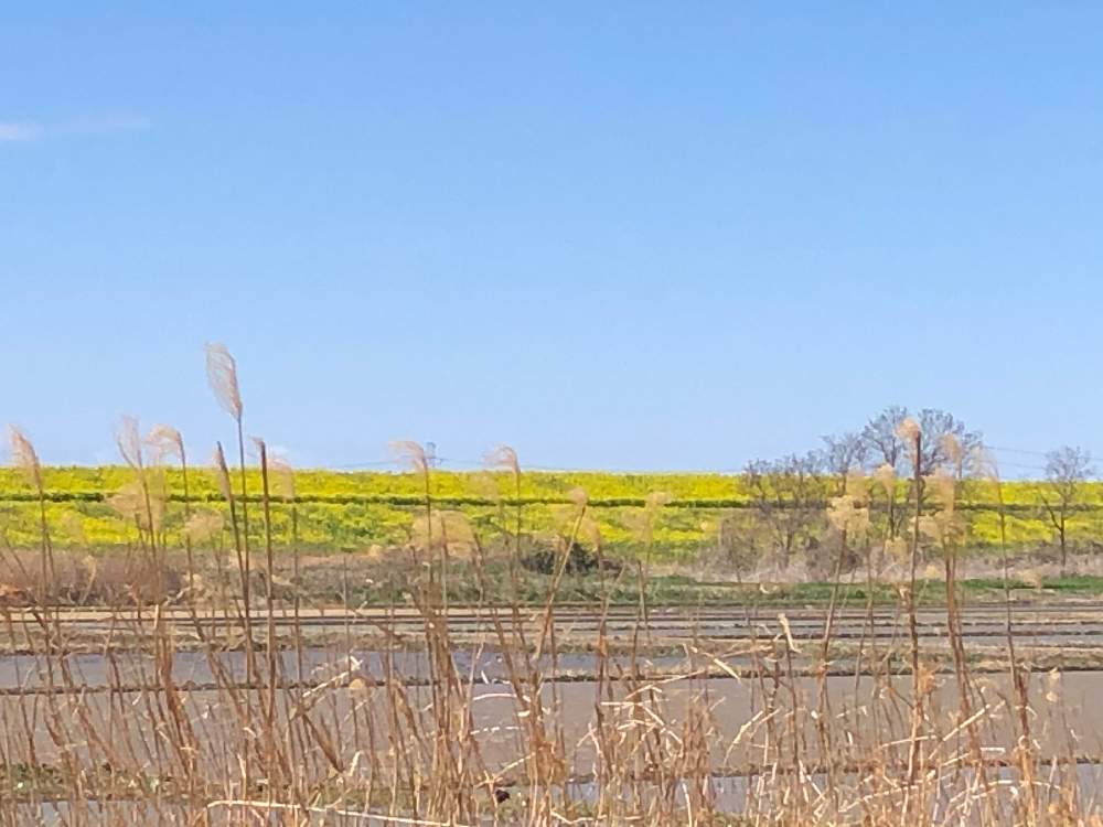 の画像 by かげさゆさん | 千葉県とお天気と季節の変わり目と富山支部