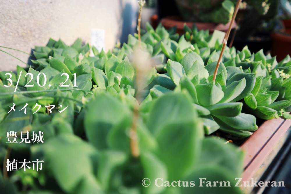 お出かけ先の画像 by ズケランサボテン園 Cactus farm Zukeranさん | お出かけ先と多肉植物とドライガーデンとサボテン科とcactusとメイクマン豊見城店とズケランサボテン園とブレンド土とokinawaと沖縄とGS映えとGS日和とno green no lifeとおうち園芸と植中毒と植木市とcactus farm ZUKERANと多肉女子とGREEN UP!とsucculent