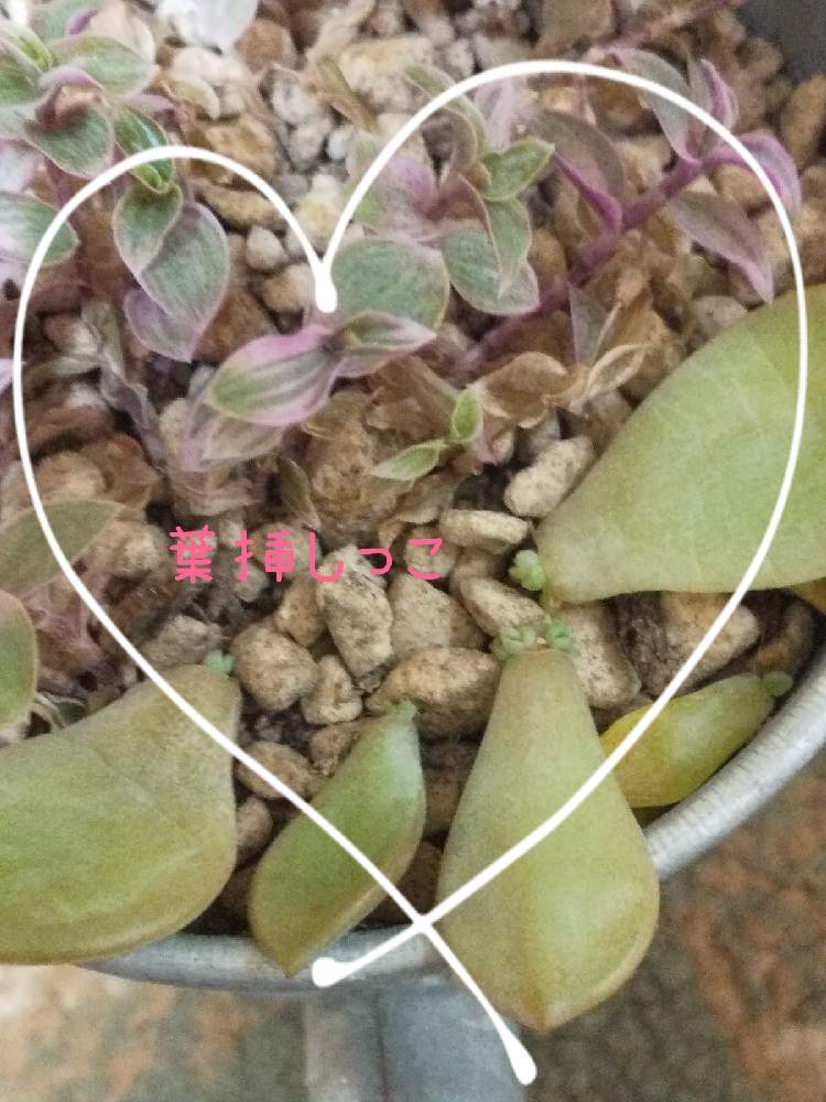 窓辺の画像 by TANITOMO☆さん | 窓辺と#元気出してと#セダム好きと#春馬くんと#ブレイブと#GS繋がりに感謝ですと毎月13日と14日は葉挿しの日と#忘れないよ