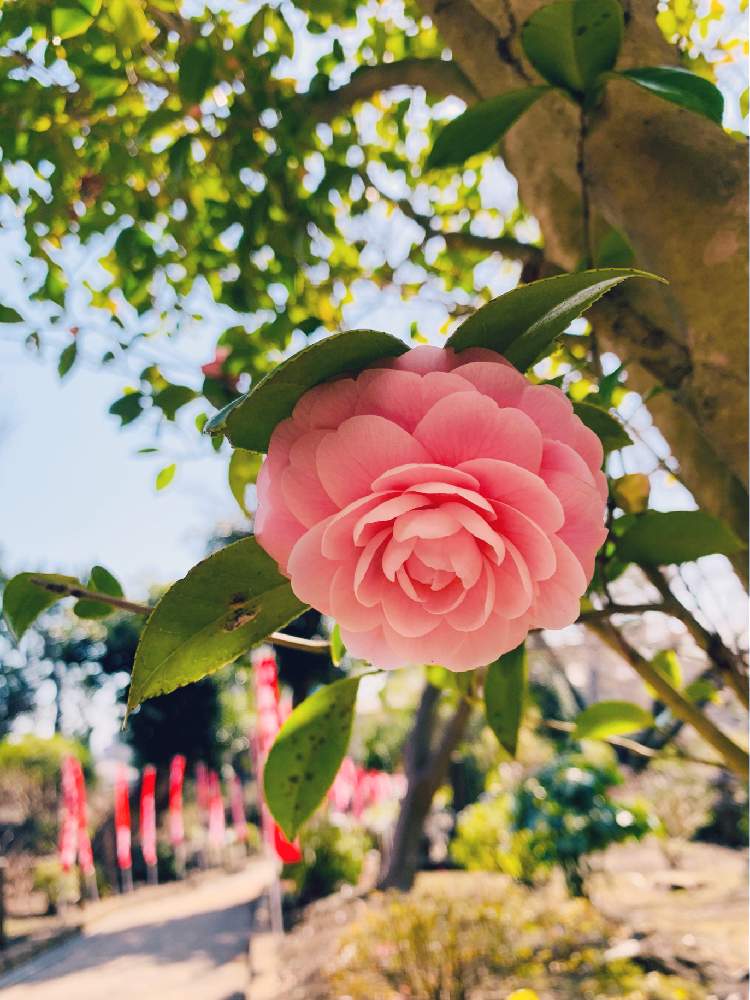 お出かけ先の画像 by みーちゃんさん | お出かけ先と藤沢とつばき.とつばきの花と遊行寺とキュンとするまち藤沢と藤沢の風景と乙女椿の花