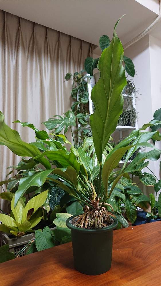 部屋の画像 by botanicallifeさん | 部屋とアンスリウム・フーケリーとアンスリウム キングオブキングスと観葉植物とザ・ファームとアンスリウム属とプラントハント収穫記録2021bota