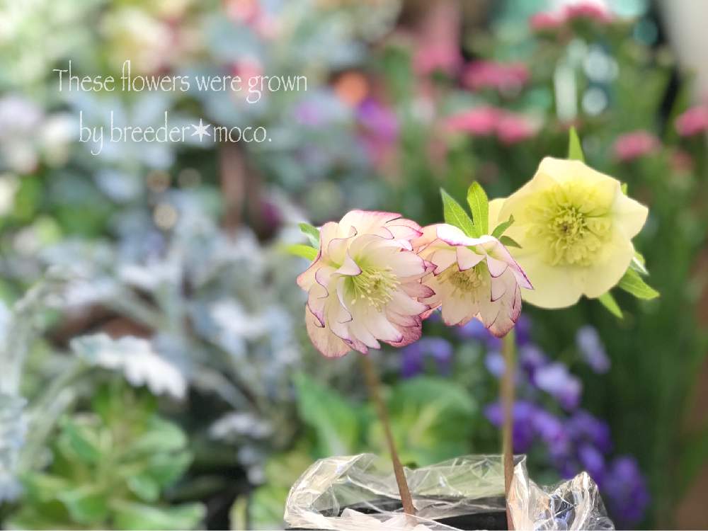 の画像 by nyacoさん | ヘレボルス・クリスマスローズと私のローズガーデンinベランダ♬とばら バラ 薔薇とかわいい♡とベランダガーデニングと冬の花とバラのある暮らしとベランダガーデンとmocoさん産とバラと夢CLUBとみてみて~2020~と クリスマスローズとバラが好きとお迎えしましたとmocoさん交配クリローと素敵便