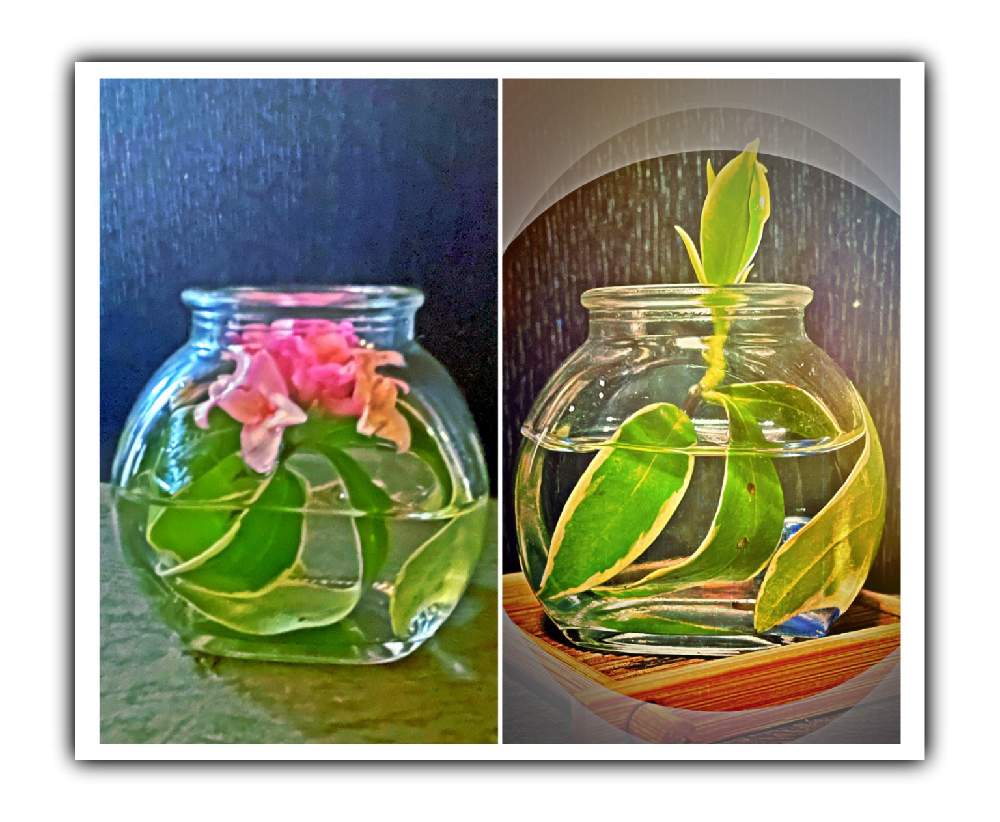 部屋の画像 by Kazyanさん | 部屋と新芽の葉っぱと元々の葉っぱと元々の花の様子とジンチョウゲ 和堂と沈丁花シリーズ 和堂と沈丁花の葉っぱ 和堂と小瓶の中の沈丁花と水中花と万葉の藪庭の花々 和堂と生花シリーズ 和堂と宮崎市清武町