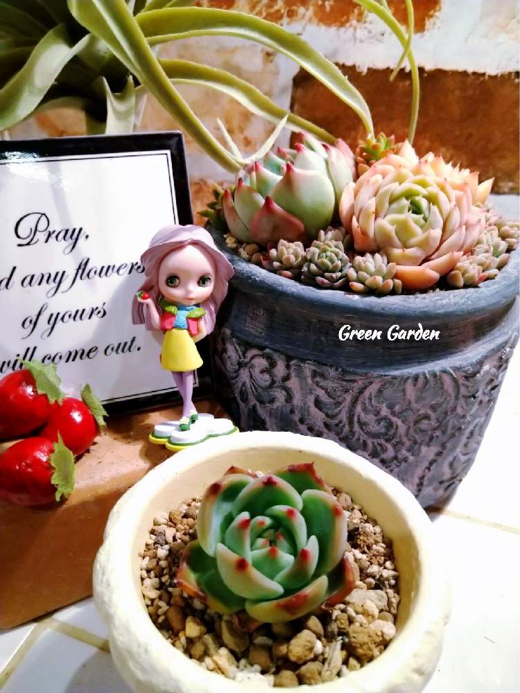 窓辺の画像 by GreenGardenさん | 窓辺と多肉植物とよせ植えと今日の一枚とブライスと一緒にと色づきと多肉好きと雑貨と韓国苗と毎月15日はいちごの日とストロベリーアイス