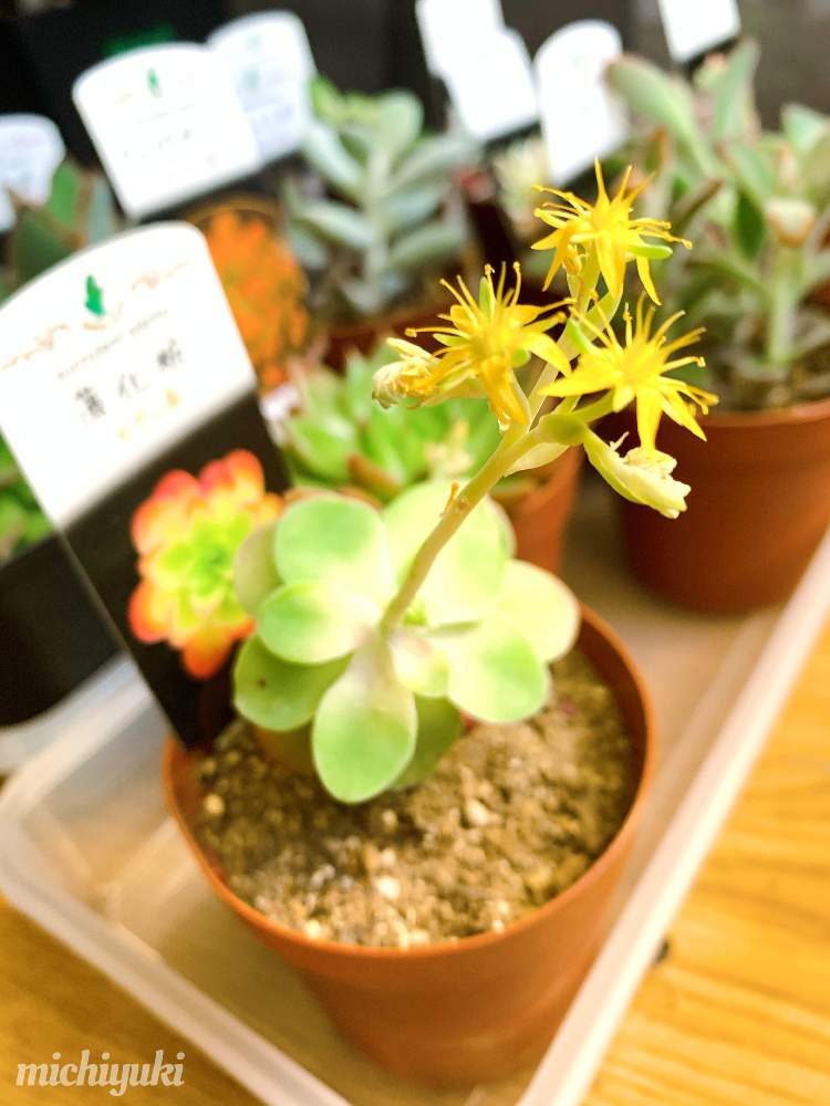 部屋の画像 by ✤ michiyuki ✤さん | 部屋と多肉植物とみどりのある暮らしと観葉植物とgs初心者と観葉植物初心者と植欲旺盛と植中毒と草植系と緑と暮らす