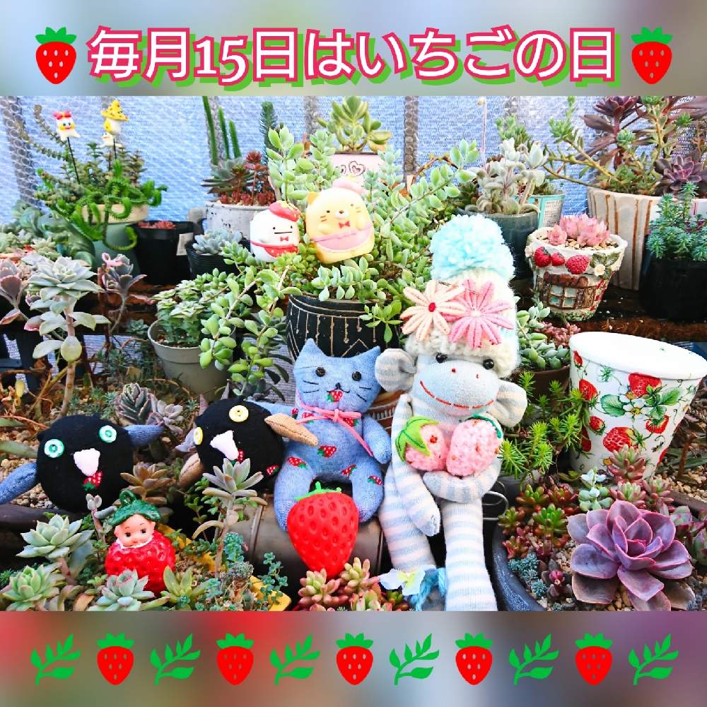 バルコニー/ベランダの画像 by のりっぺさん | バルコニー/ベランダとエケベリア 白雪姫とカランコエ 福兎耳とペンデンス コチレドンとエケベリア レッドスカイと里親メンバーと素敵便♥️と今を乗切るぞ!とよーさんお鉢♥️とharu.kさん's いちご♥️とすみっコぐらしとまつぴよさんソクニャン&ソクロウチャン❤️とまつぴよさんソックスファミリー♥️ときゅうちゃんさんのQモンちゃん♥️と多肉ちゃん初心者と楽しい園芸o(^o^)oとバルコニストと春よ~来い♥️と毎月15日はいちごの日とQモンちゃん♥️