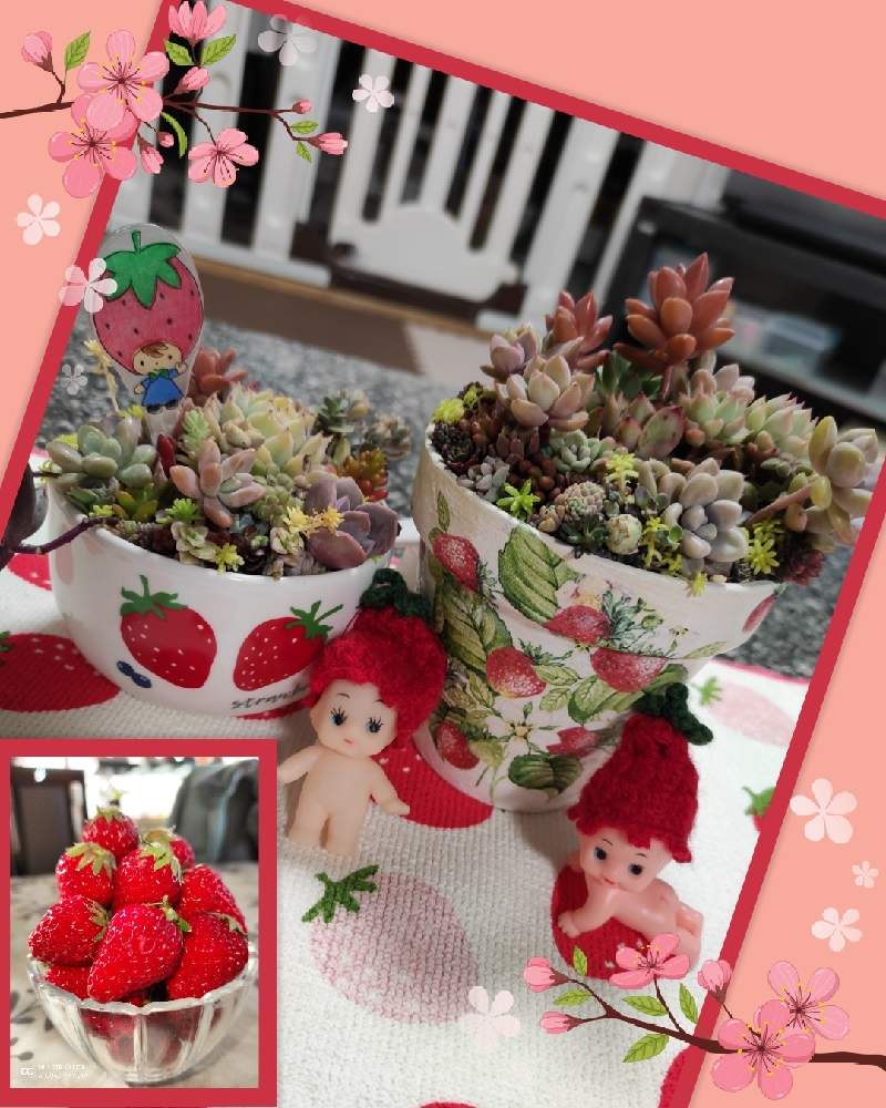 の画像 by チャティさん | 多肉の寄植えと多肉大好きとキモカワ倶楽部と多肉植物のある暮らしとおうち園芸とコロナに負けるな!と多肉女子と毎月15日はいちごの日と繋がりに感謝✨