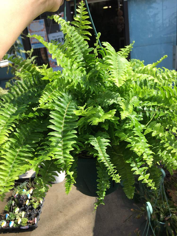 インテリアの画像 by greenjamさん | インテリアと多肉植物とネフロレピス属と観葉植物とGREEN JAMとfoliageplantと多肉植物のある暮らしと植中毒と越谷と多肉女子と多肉植物とサボテンと観葉植物のある暮らしとシダ植物と珍奇植物と観葉植物専門店