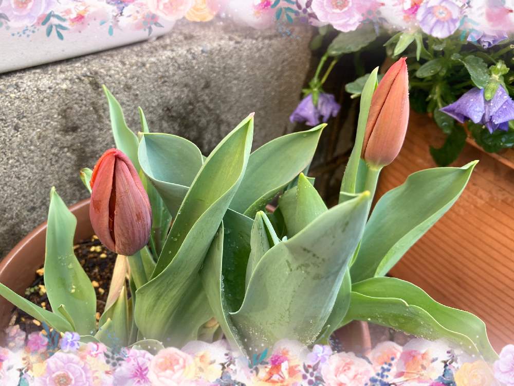 の画像 by ぷぷママさん | チューリップとお花を楽しむと咲くのが楽しみと私の趣味と花は癒し(๑˃̵ᴗ˂̵)♡と今日も笑顔の1日を〜♡とお花に癒されてと花のある暮らし