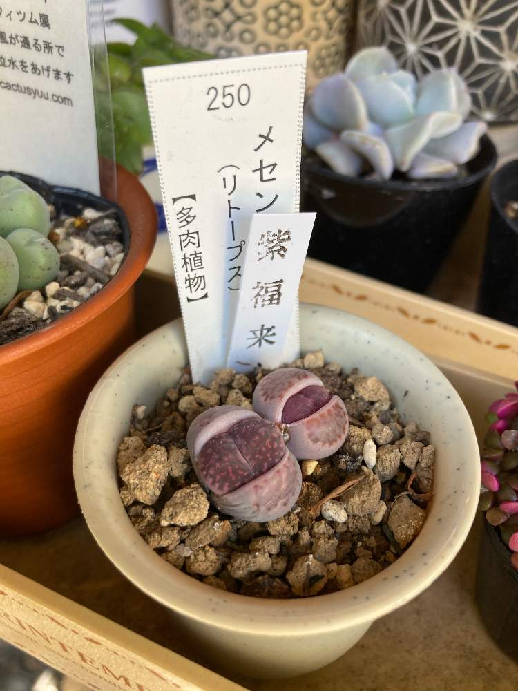 の画像 by 色羽 as いずみさん | 紫福来としぞーか勢とグリーンパーク 袋井市とたにおたくらぶ
