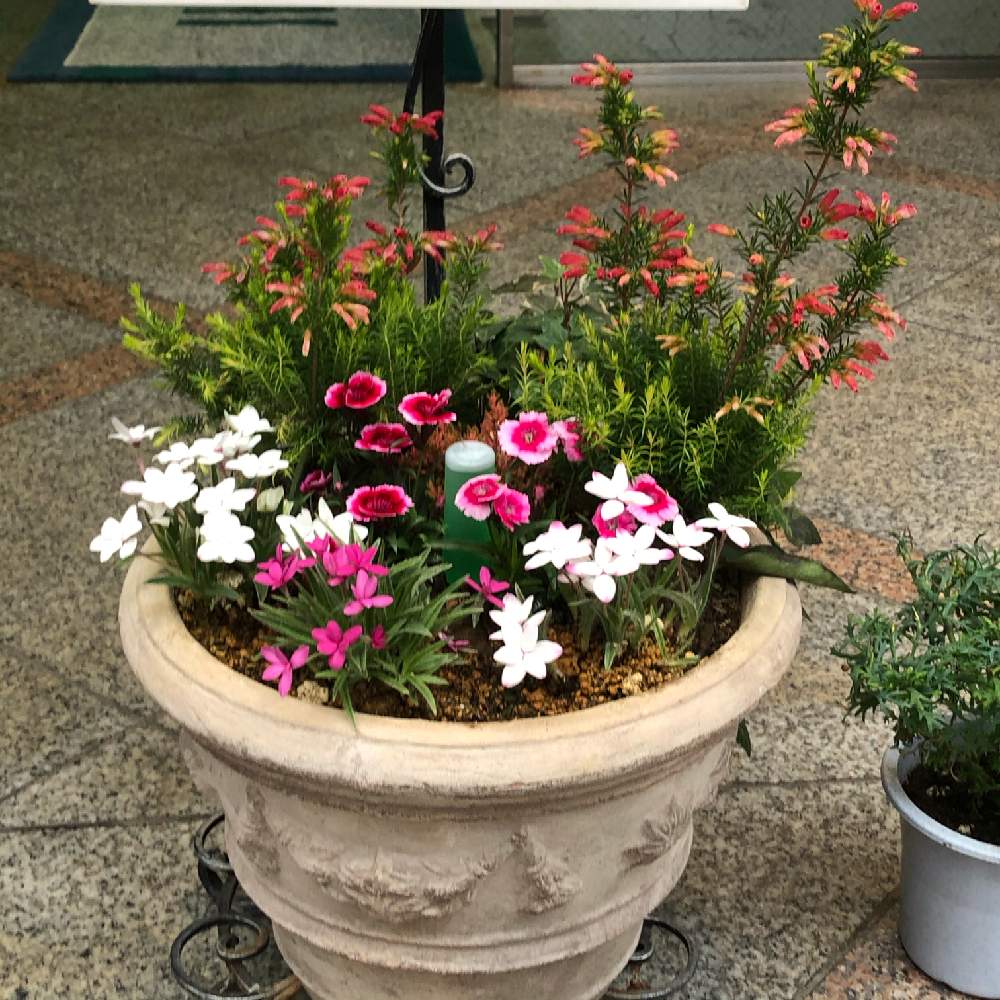 お出かけ先の画像 by 4匹の猫ママさん | お出かけ先と可愛い寄せ植えと仙台市青葉区界隈と皆様いつも有り難う^_^と帰宅途中の出会い^_^
