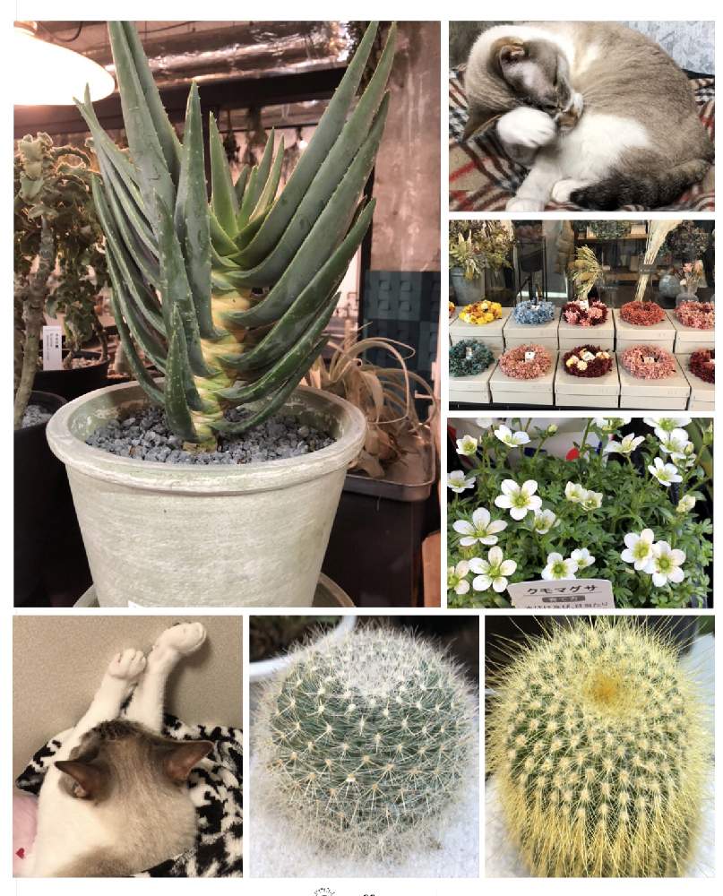 の画像 by 4匹の猫ママさん | アロエディコトマと可愛い寄せ植えと仙台市青葉区界隈と皆様いつも有り難う^_^と帰宅途中の出会い^_^と愛猫^ - ^と可愛い花^_^