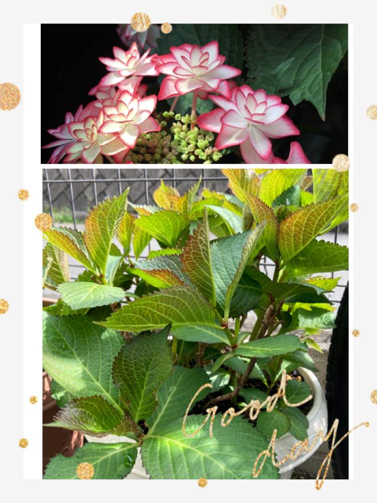 の画像 by ぷぷママさん | 紫陽花と紫陽花 ひなまつりとお花を楽しむと咲くのが楽しみと私の趣味と花は癒し(๑˃̵ᴗ˂̵)♡とお花に癒されてと花のある暮らしと咲いて欲しいと願う♡