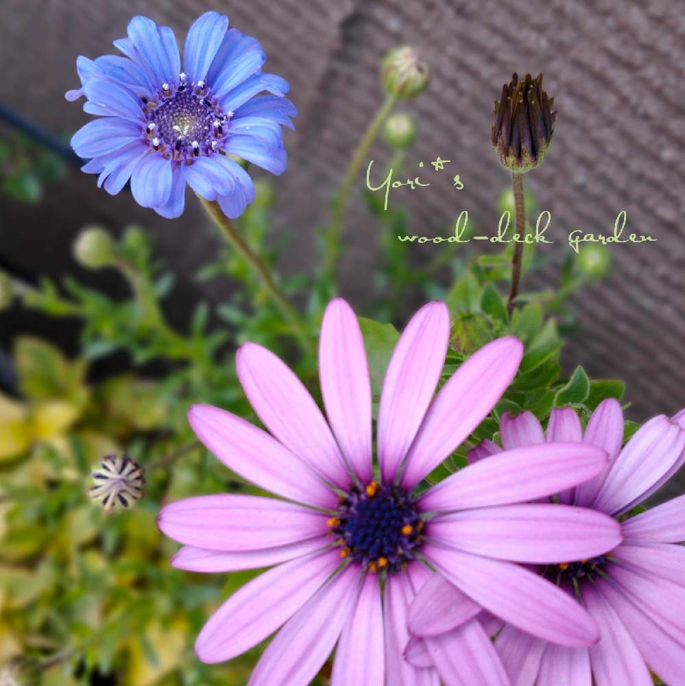 の画像 by yori*さん | オステオスペルマムとフェリシアスプリングメルヘンとフェリシアとピンクの花と寄せ植えとウッドデッキと種からと青い花とおうち園芸とコンテナガーデンと鉢植えと自家製の苗とガーデニングとブルーガーデンと春に育てた花2021