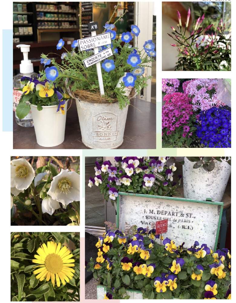 お出かけ先の画像 by 4匹の猫ママさん | お出かけ先と羽衣ジャスミン^_^と皆様に感謝します^_^と色合いが可愛いとネモヒィラとサイネリア^_^と可愛い寄せ植えと仙台市青葉区界隈と皆様いつも有り難う^_^と出勤途中の出会いと帰宅途中の出会い^_^と可愛い花^_^
