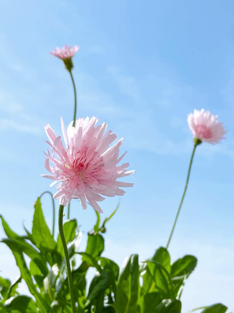 の画像 by まっしゅさん | モモイロタンポポとピンクの花とおうち園芸と長野県とかわちいと春じゃない?と嬉しいぞう❤︎とミニマさん❤︎と青空と❤︎