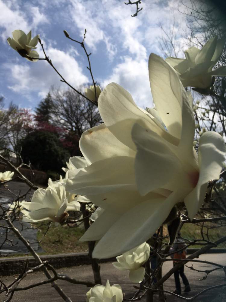 お出かけ先の画像 by gurichannel さん | お出かけ先と春のお花と一人一花フラワーステッカーと木蓮とフラワーステッカーと可児市花フェスタ記念公園と花粉症