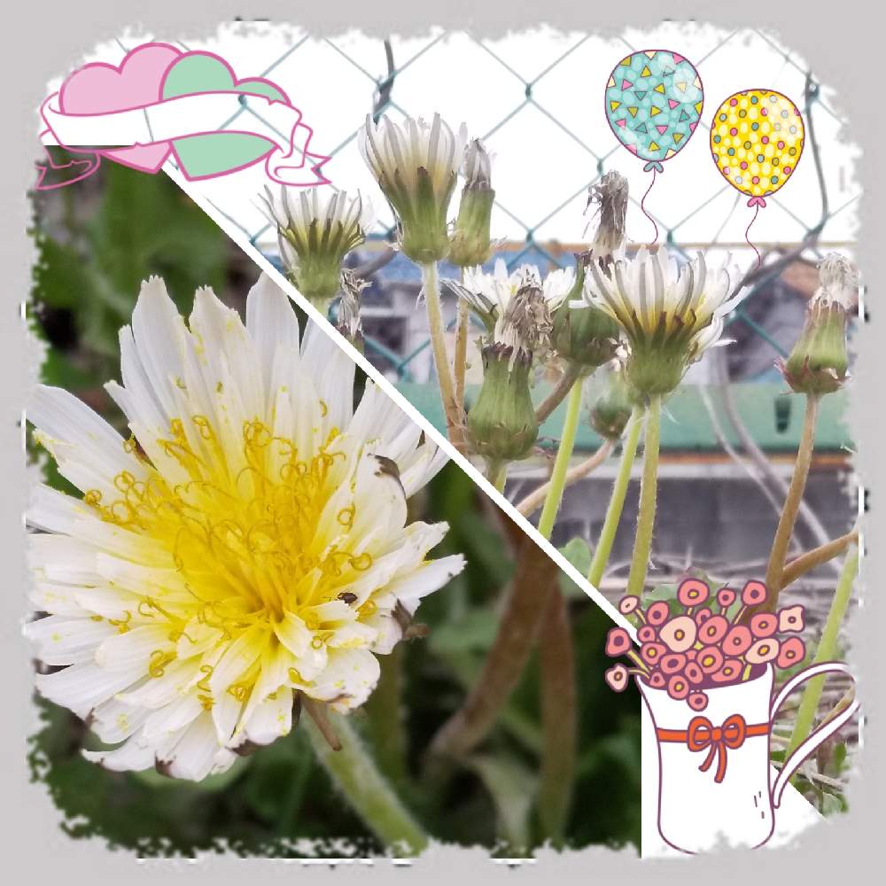 お出かけ先の画像 by じゅんさん | お出かけ先とキュンキュン乙女倶楽部と花は・花は・花は咲くと春よ来い、早く来いと忘れない!あれから10年とコロナに負けるな!とキュンキュン乙女倶楽部No.278といやし♡とシロバナタンポポ.と医療関係者に感謝‼️としあわせ運べるようにと㊗️PONJIさん3000picとたんぽぽ愛好家友の会と自然の美と今日も一日お元気でと㊗️たんぽぽに愛好家友の会1周年と頑張ろう日本❣️