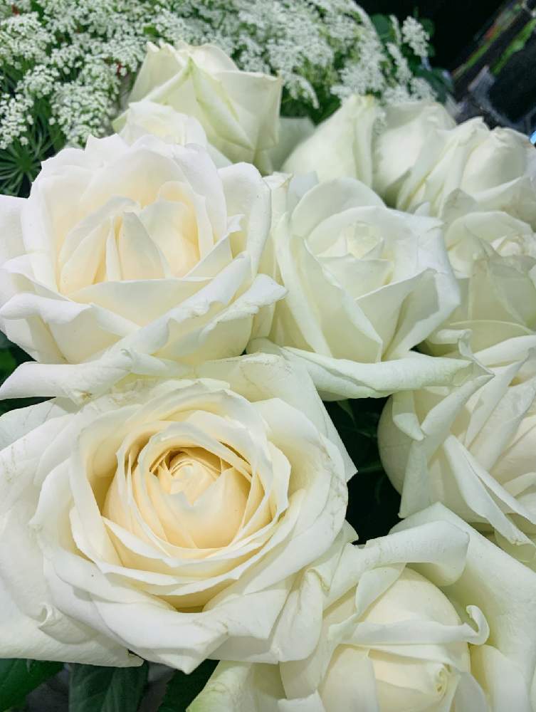 部屋の画像 by EMIさん | 部屋と薔薇♪と花のある暮らしと白いお花とばら バラ 薔薇とGS友に感謝✨とホワイトローズ✧
