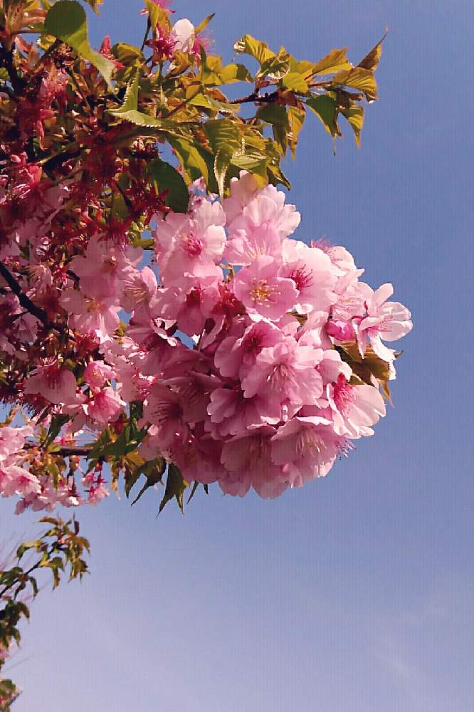 お出かけ先の画像 by ⭐CB1⭐さん | お出かけ先と河津桜とWe summer apple ! 【上様天晴!】と兎に角ゴイス❗と虹の向こうは晴れなのかしら・・・と植物と言えば・・・と☆てるてるお天気〜☆とGS映えと屋敷住まいとその後・・・と⭐ cheers⭐とbreakfast, lunch, teatime and supperと縁起善き哉〜☆と魔除け用とgreen & tea timeと花のある暮らしとGSアダルトチームとGSアダルト チームと『2021桜』フォトコンテスト