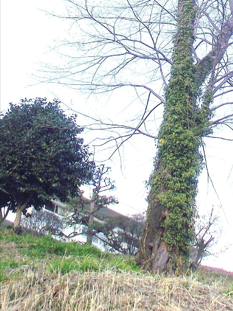 お出かけ先の画像 by 風の駅さん | お出かけ先とつた 蔦とぶらり電動チャリと蔦に愛に恋!2,12,22日と学校訪問