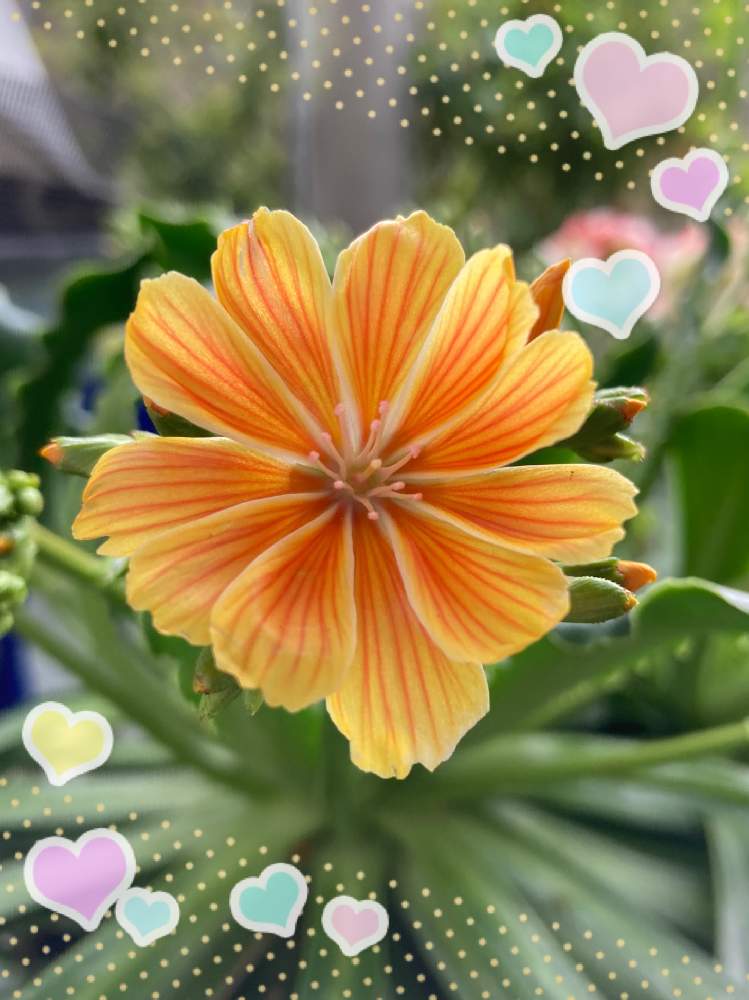 の画像 by ぷぷママさん | レウィシアとお花を楽しむと咲くのが楽しみと私の趣味と花は癒し(๑˃̵ᴗ˂̵)♡とお花に癒されてと花のある暮らしと実家の母の花