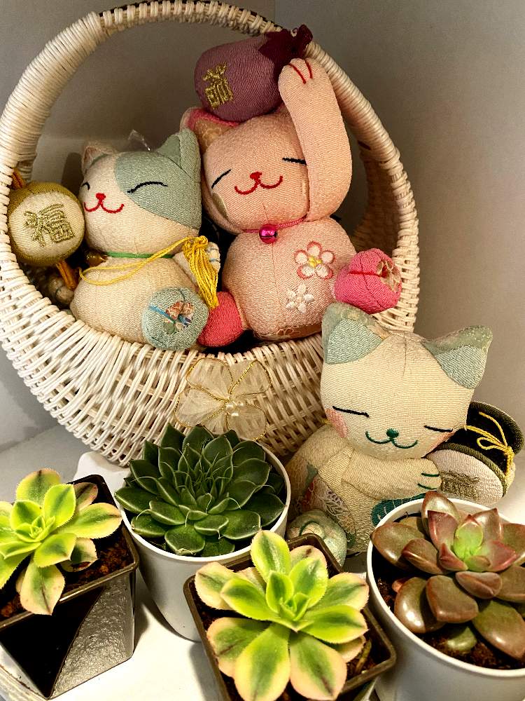 玄関の画像 by はる٩(๑❛ᴗ❛๑)۶さん | 玄関とシルバースターとサンバースト?とスターバースト?と夕映?とグラプトペタルム属 ブロンズ姫とニャンニャン祭りとはるのシルバースターと多肉女子とキャンドゥ産とはるのグランプトペタルムとダイソー産とはるのスターバーストとはるのブロンズ姫とグランプトペタルム属